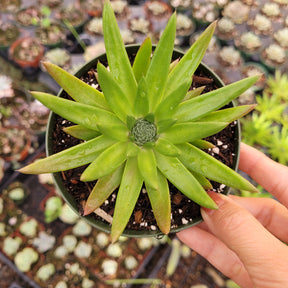 Orostachys fimbriata