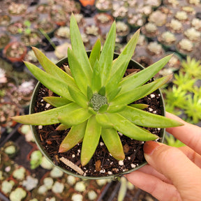 Orostachys fimbriata