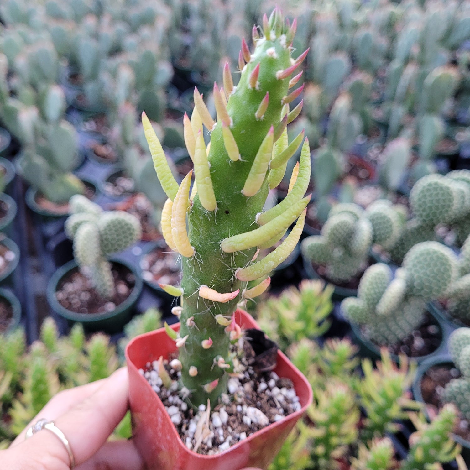 Opuntia Subulata Eve’s Needle Cactus