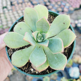 Aeonium haworthii 'Pinwheel Aeonium' - Succulents Depot