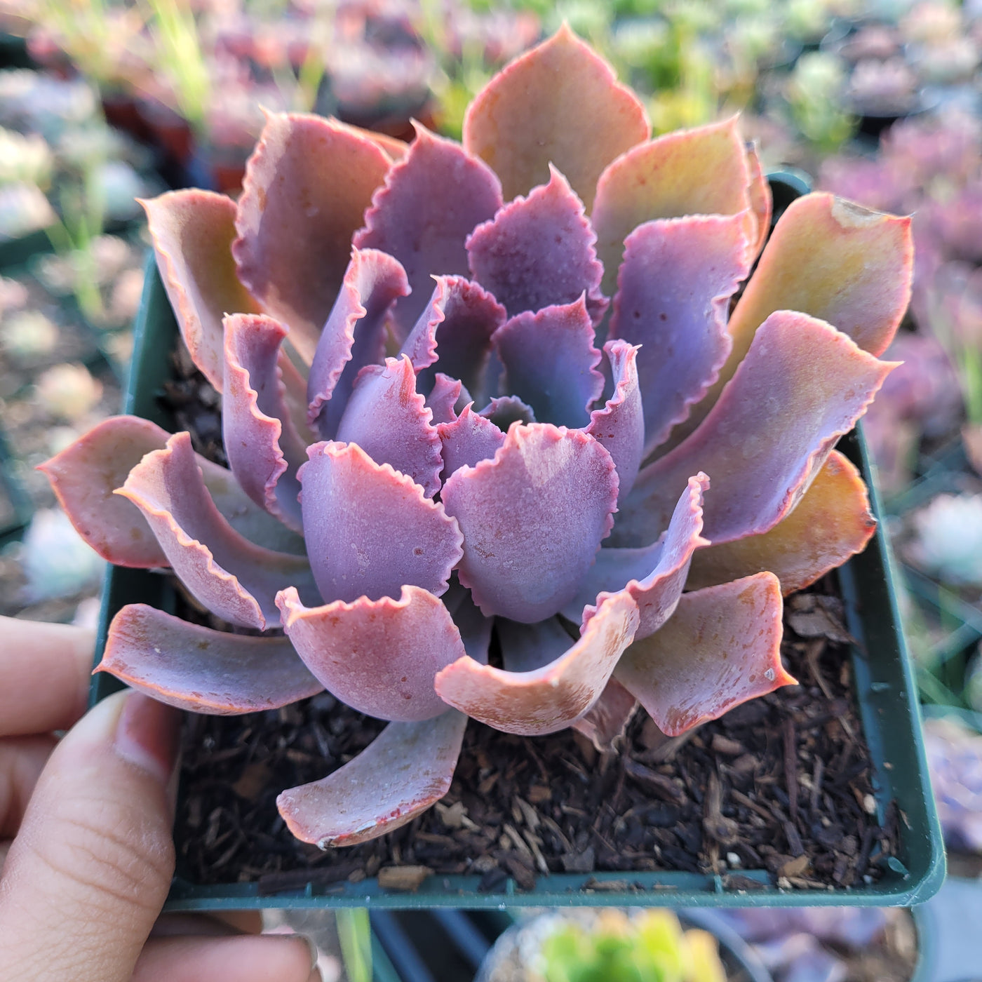 Echeveria 'Neon Breakers'