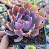 Echeveria 'Neon Breakers' - Succulents Depot