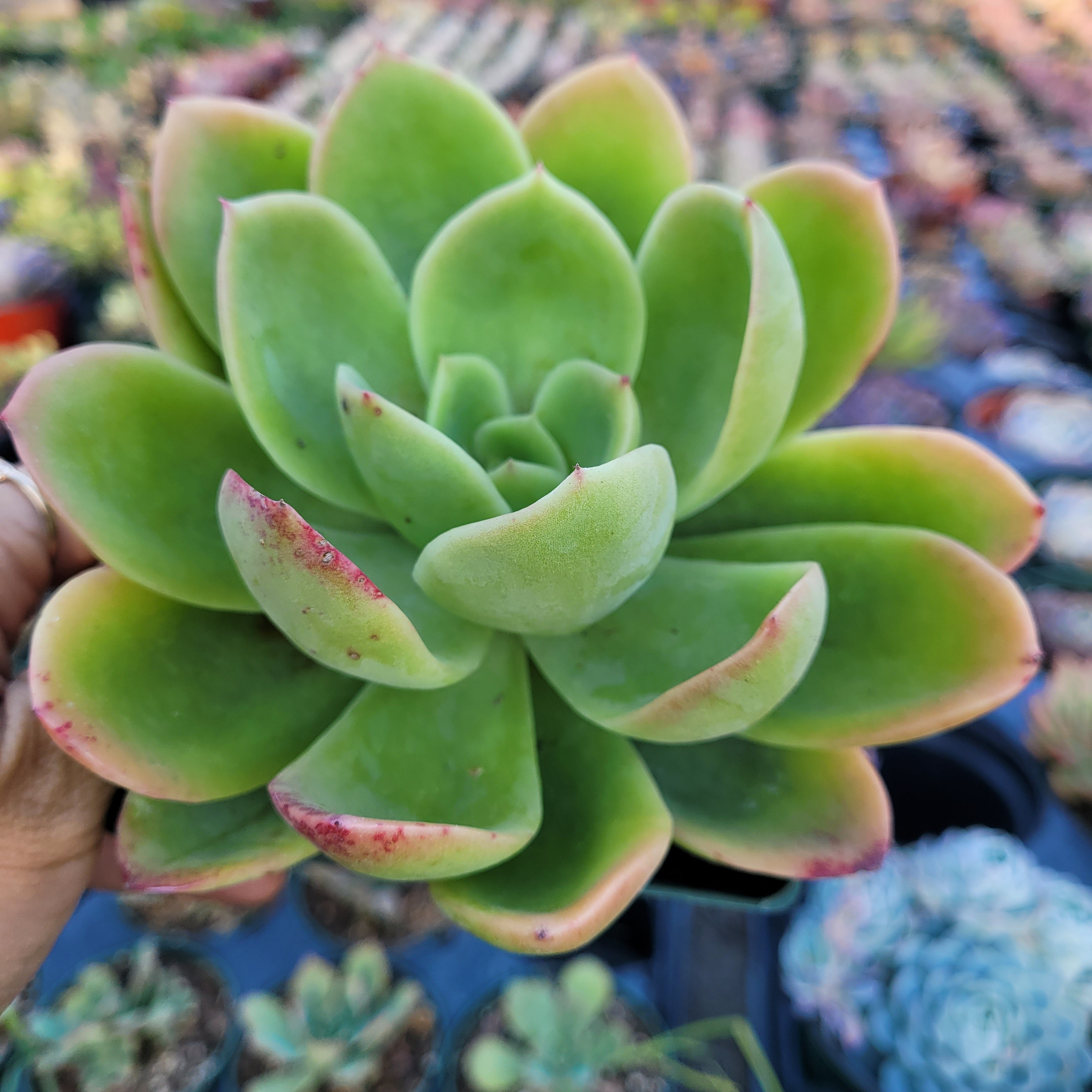 Echeveria 'Tulip'