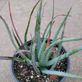 Aloe Blue Elf