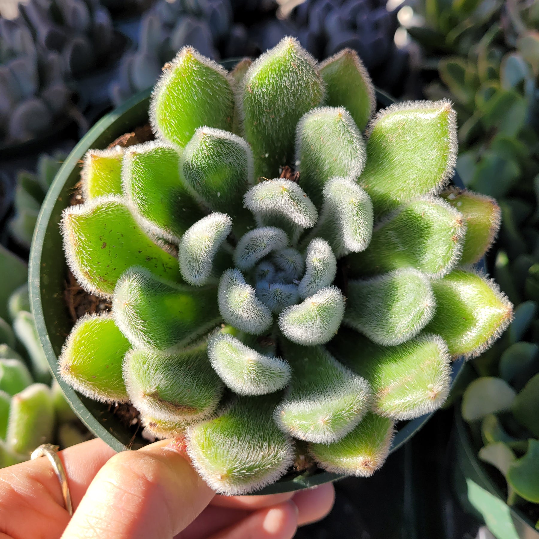 Echeveria 'Doris Taylor'