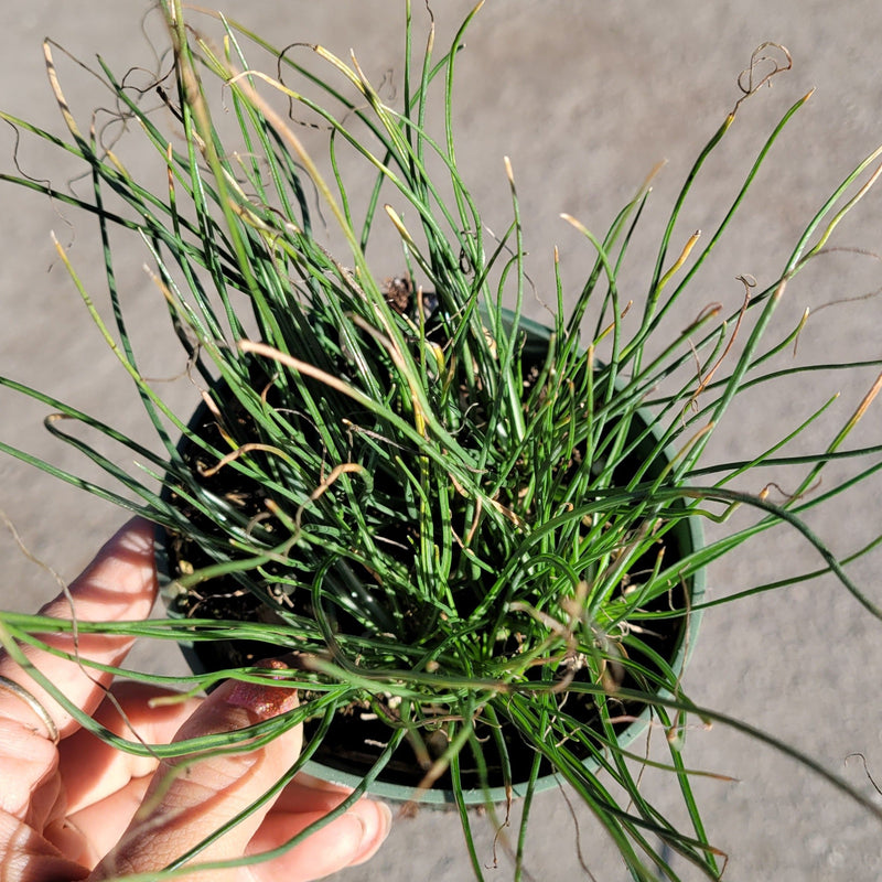 Albuca polyphylla 'Augrabies Hills'