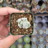 Crassula deceptor - Succulents Depot