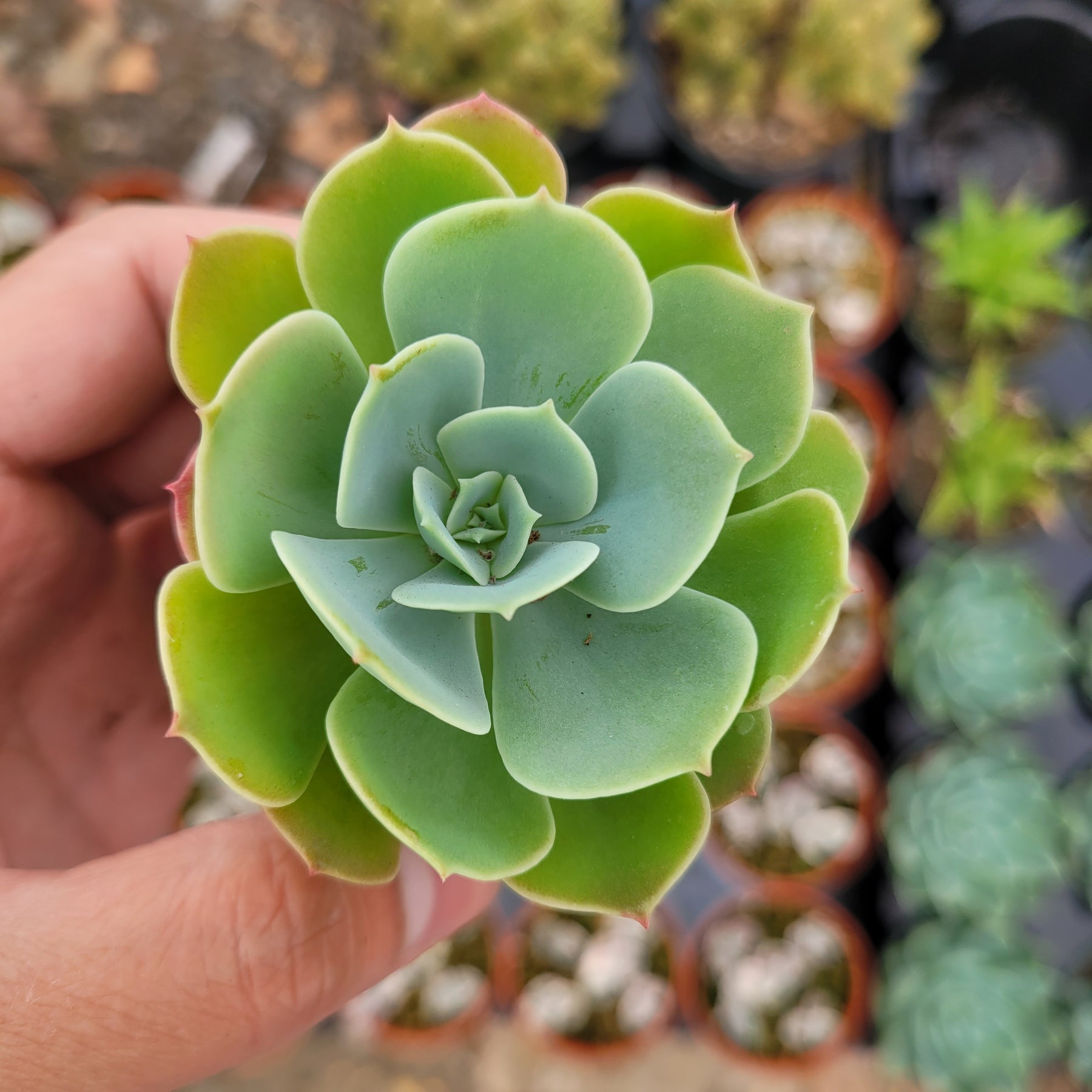 Echeveria 'Lemon Rose'