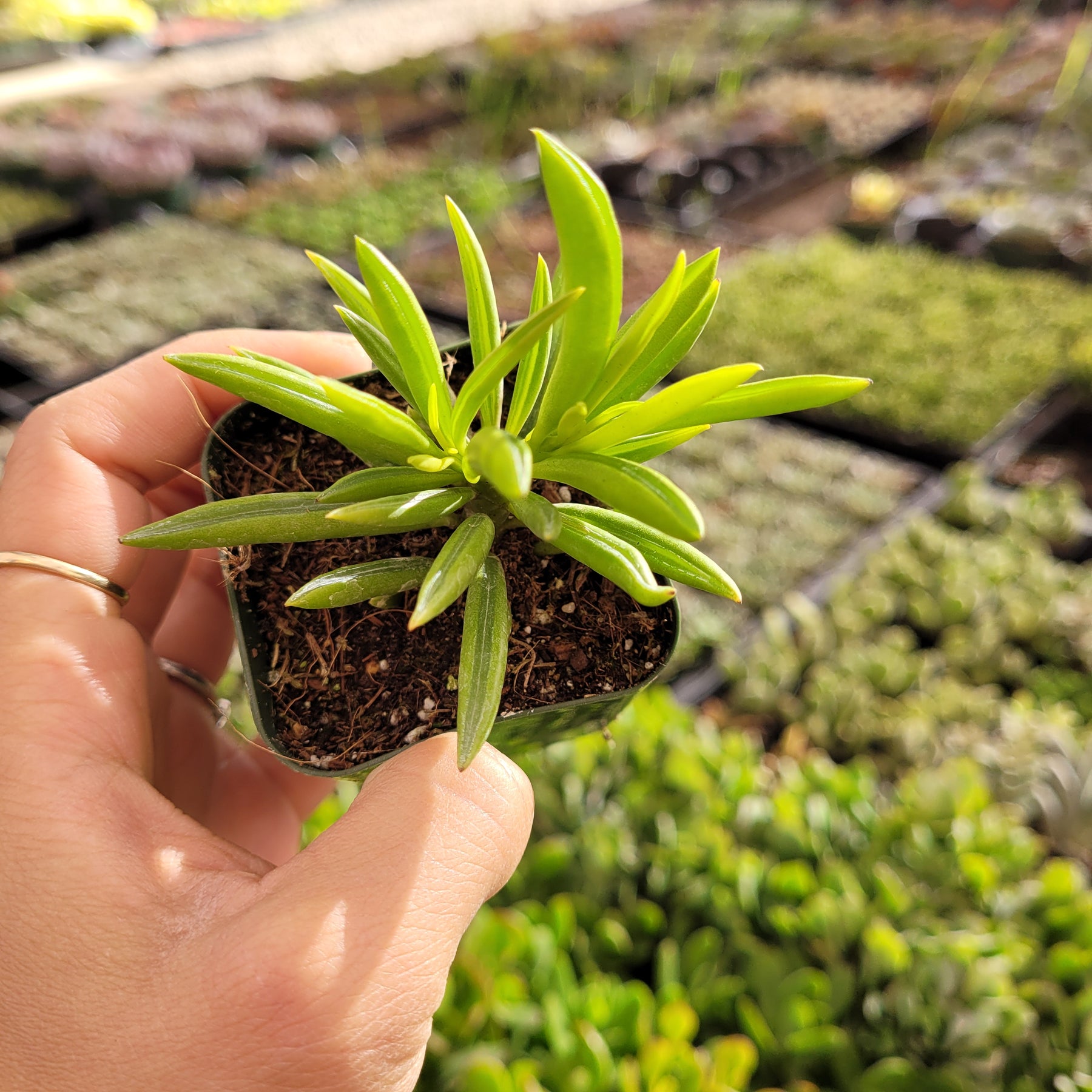 Peperomia ferreyrae - Pincushion Peperomia