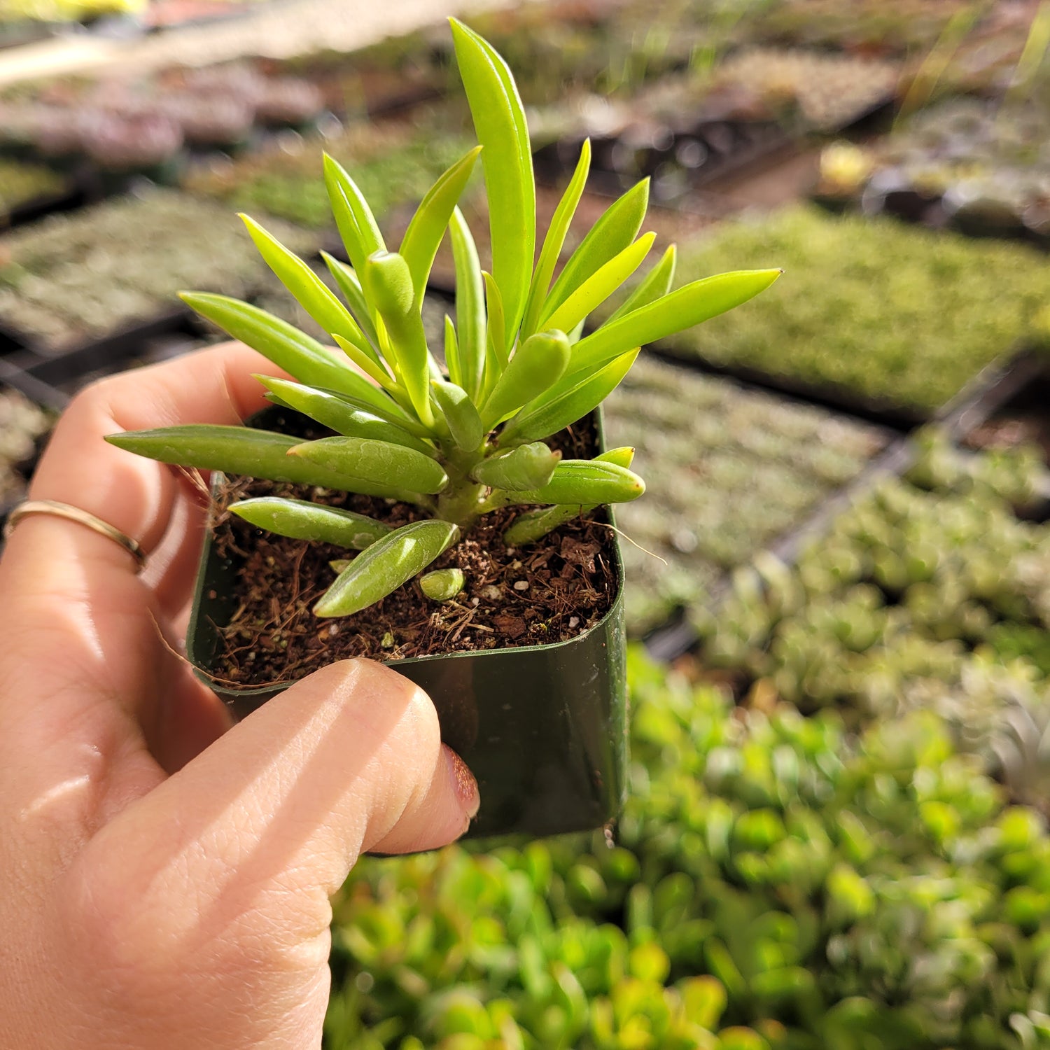 Peperomia ferreyrae Pincushion Peperomia