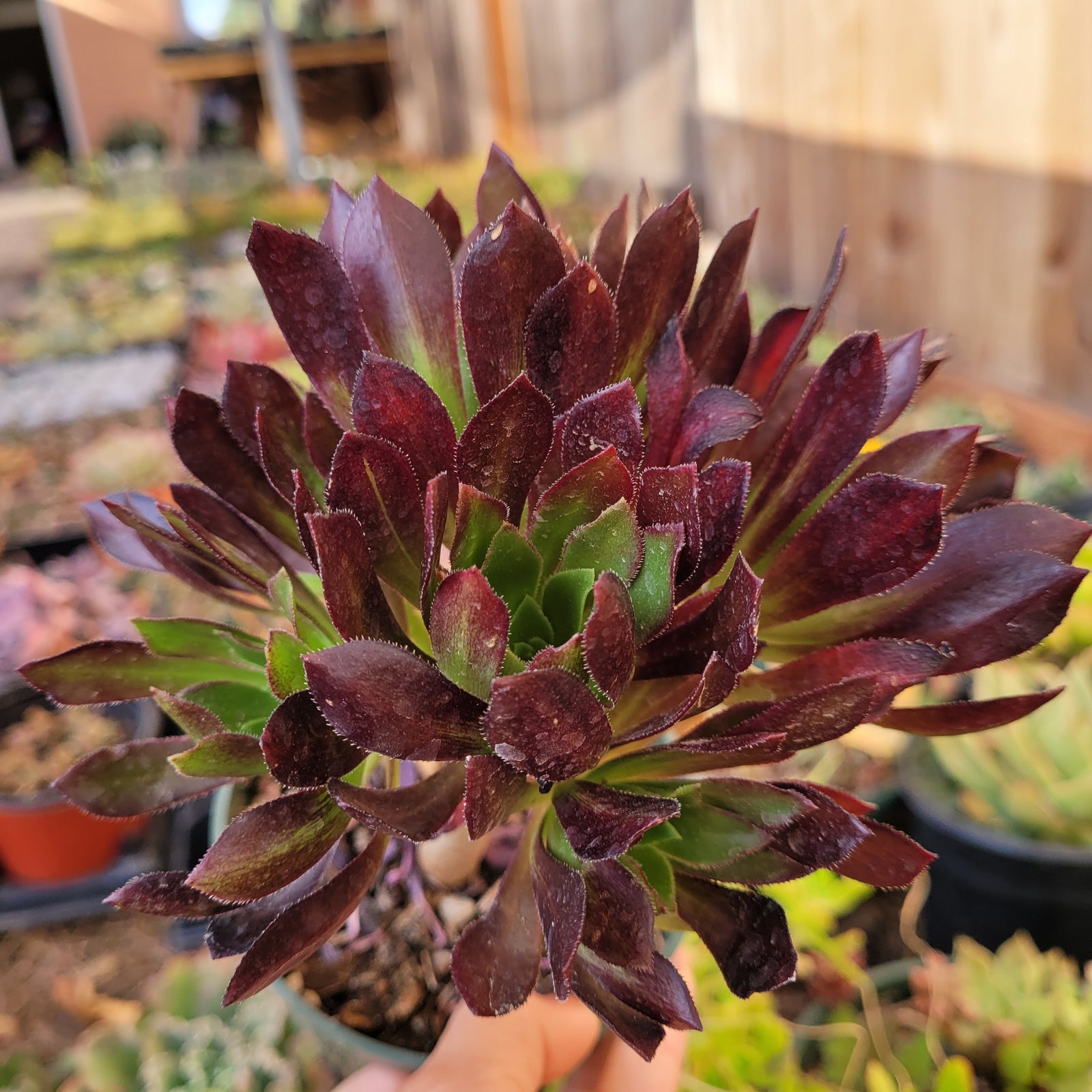 Aeonium 'Firecracker'