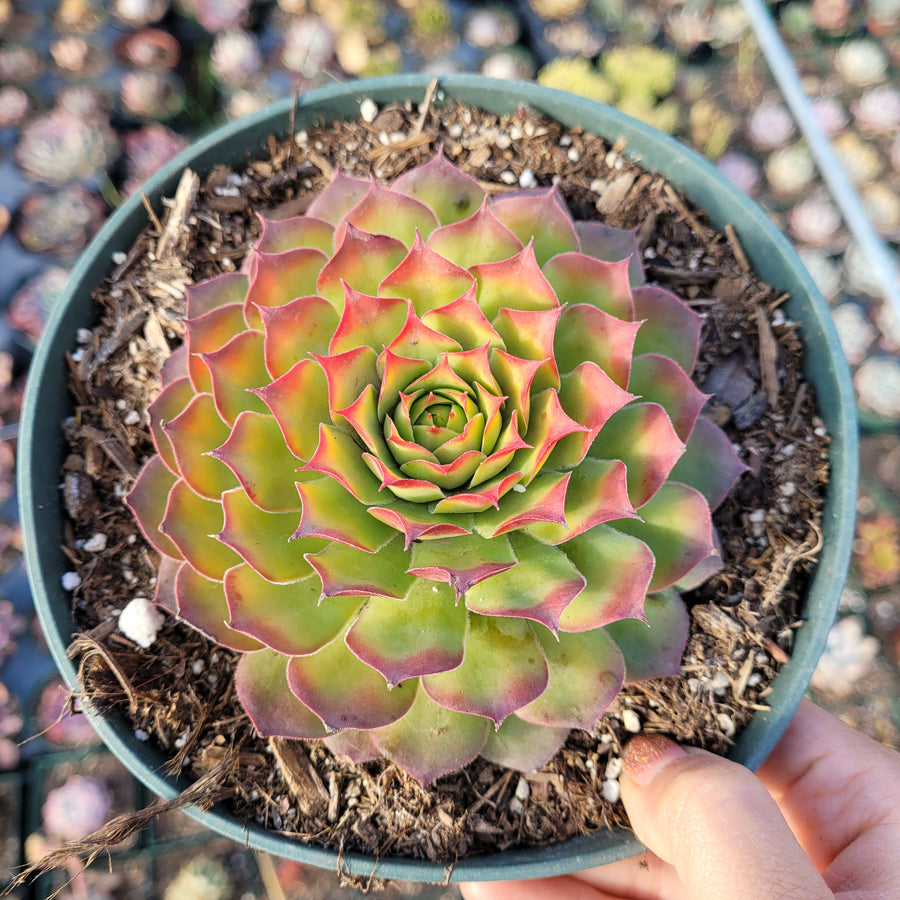 Sempervivum Chick Charms® Gold Nugget™