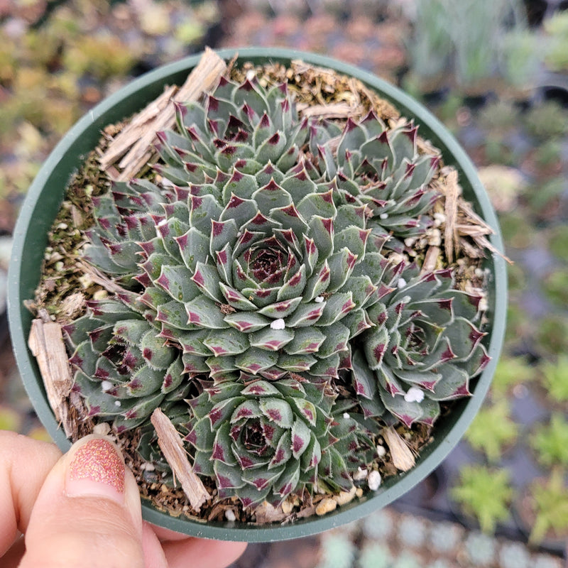 Sempervivum Calcareum Greenii