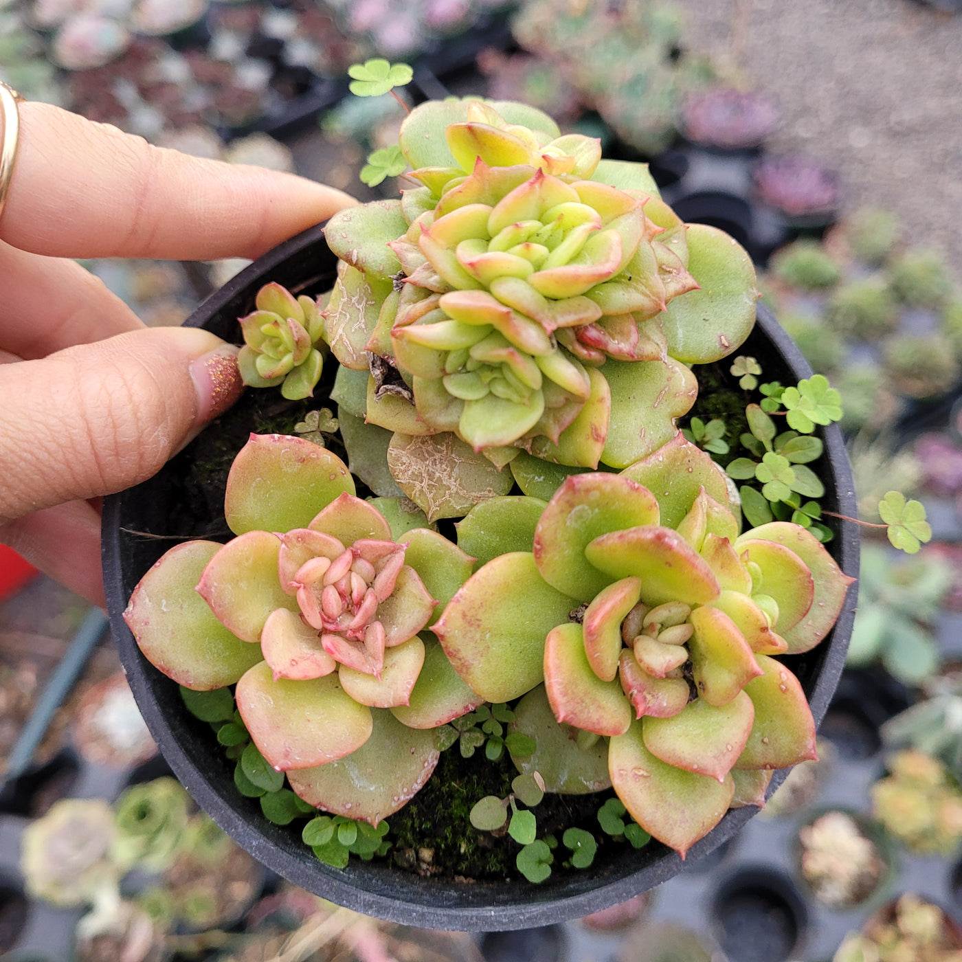 Sedeveria Rolly - Succulents Depot