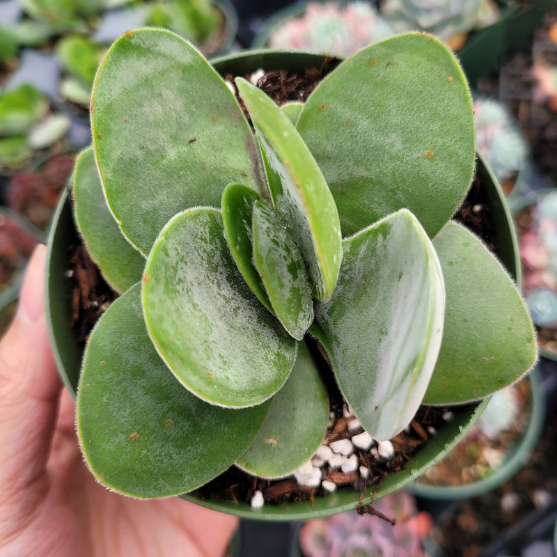 Crassula 'Fallwood'