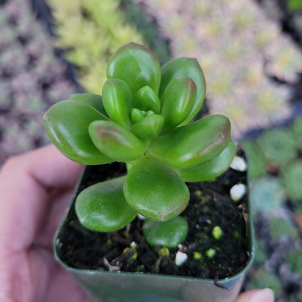 Sedum lucidum 'Obesum'