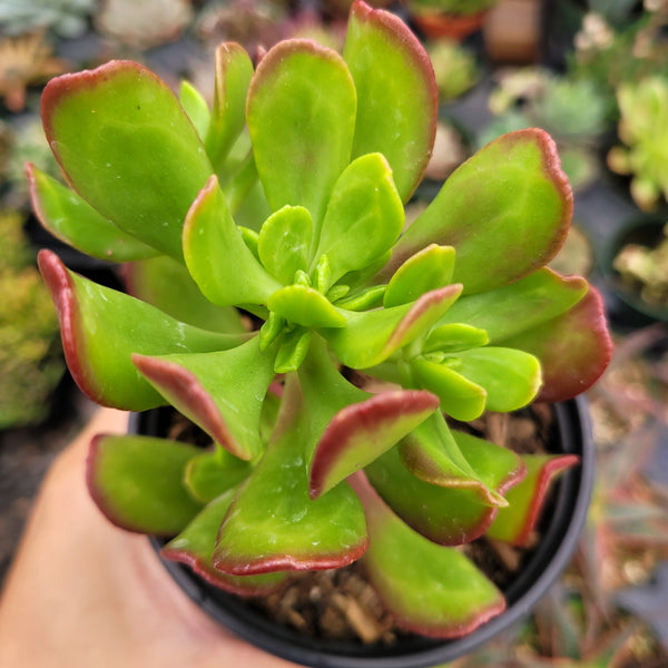 Sedum dendroideum - Tree Stonecrop