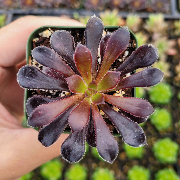 Aeonium arboreum 'Black Rose'