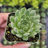 Sempervivum 'Cornelia'