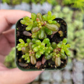 Sedum rubrotinctum 'Mini Me' - Succulents Depot