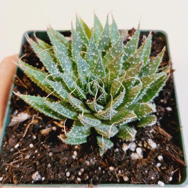 Aristaloe aristata 'Lace Aloe'