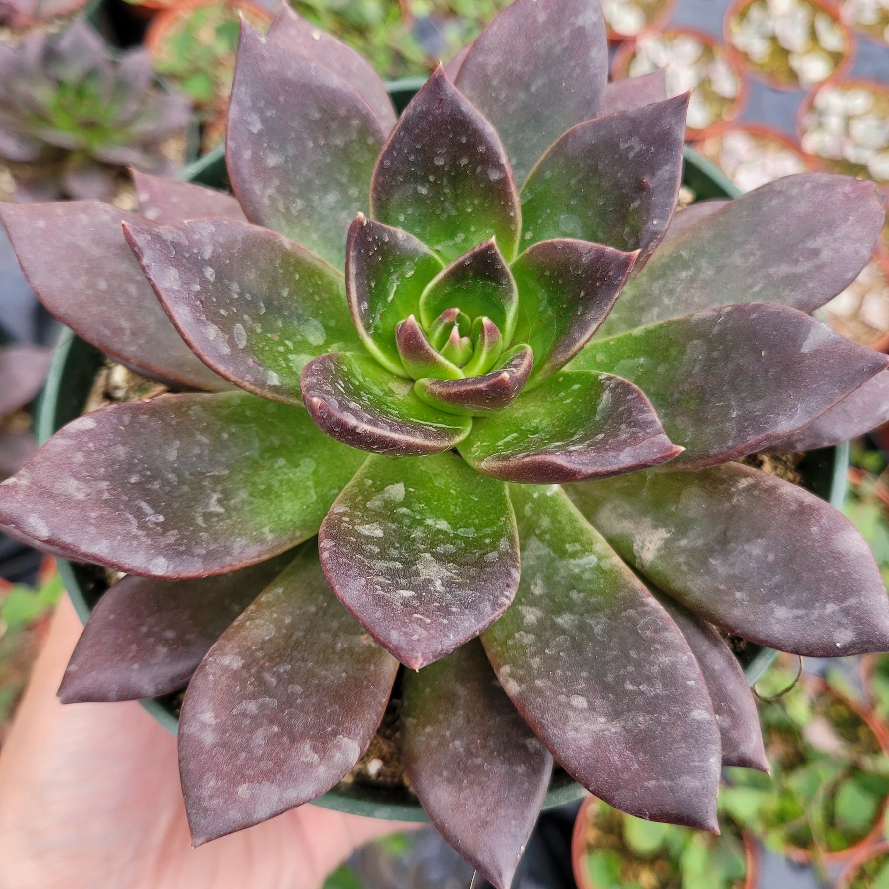 Echeveria 'Serrana'