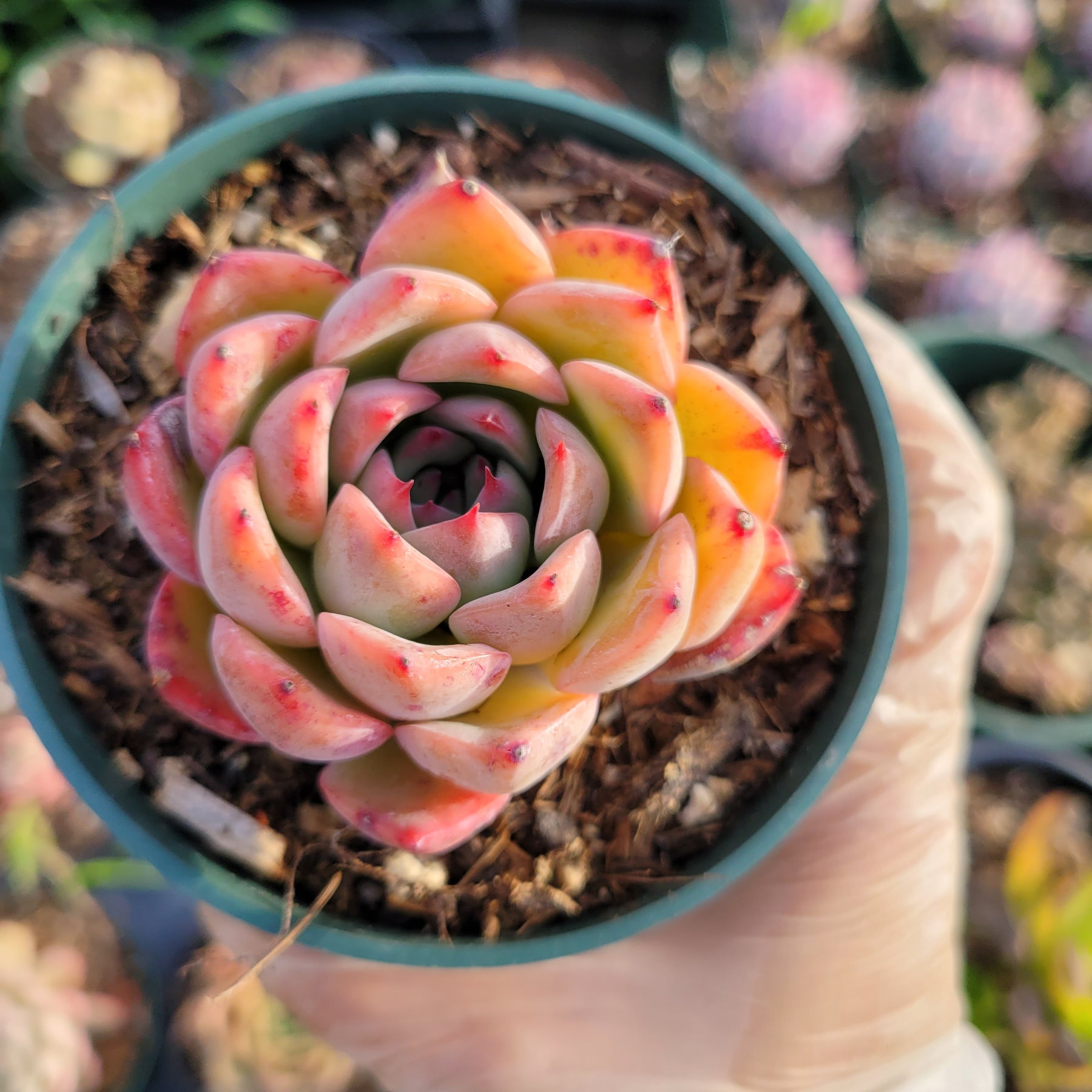 Echeveria 'Piano'