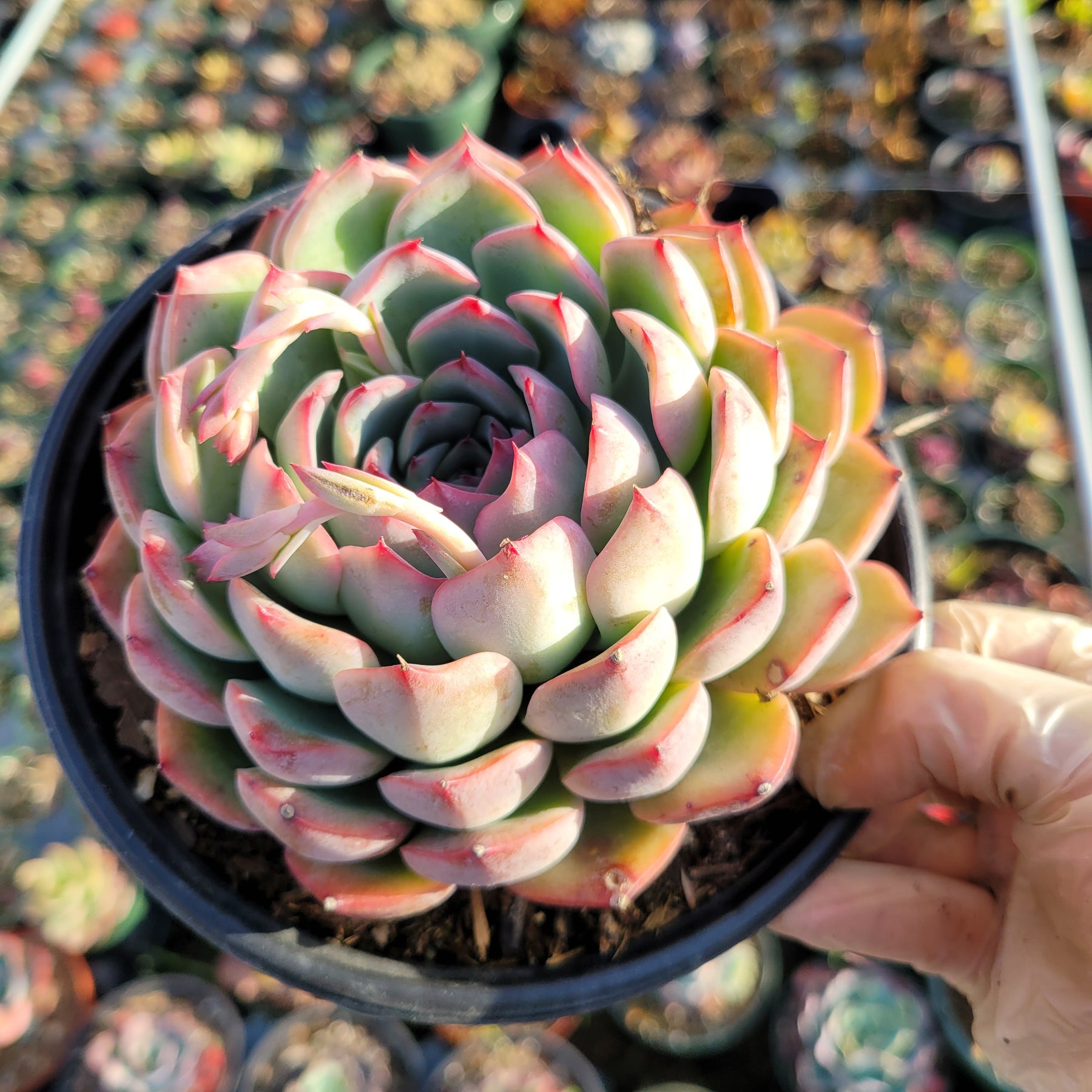 Echeveria 'Piano'