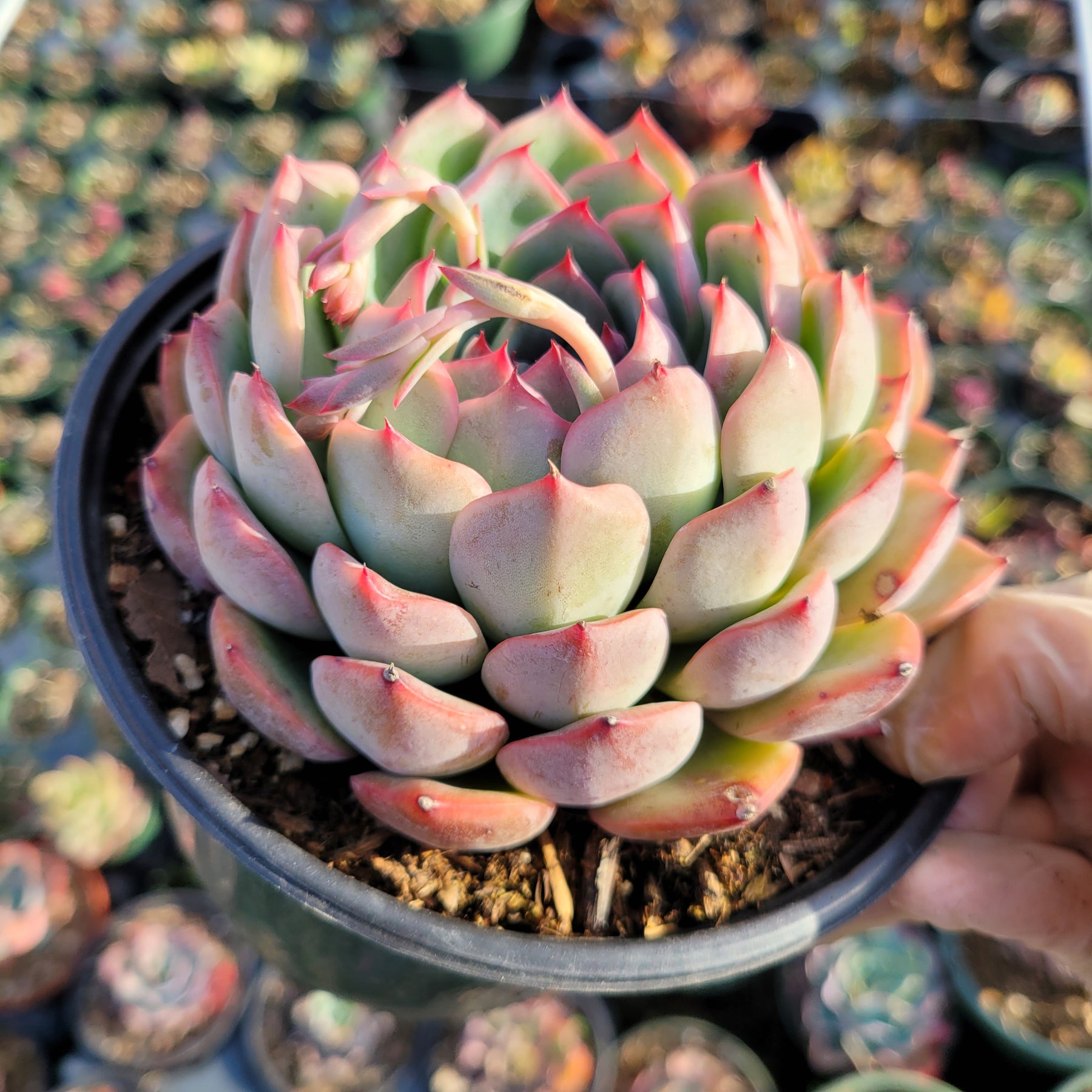 Echeveria 'Piano'