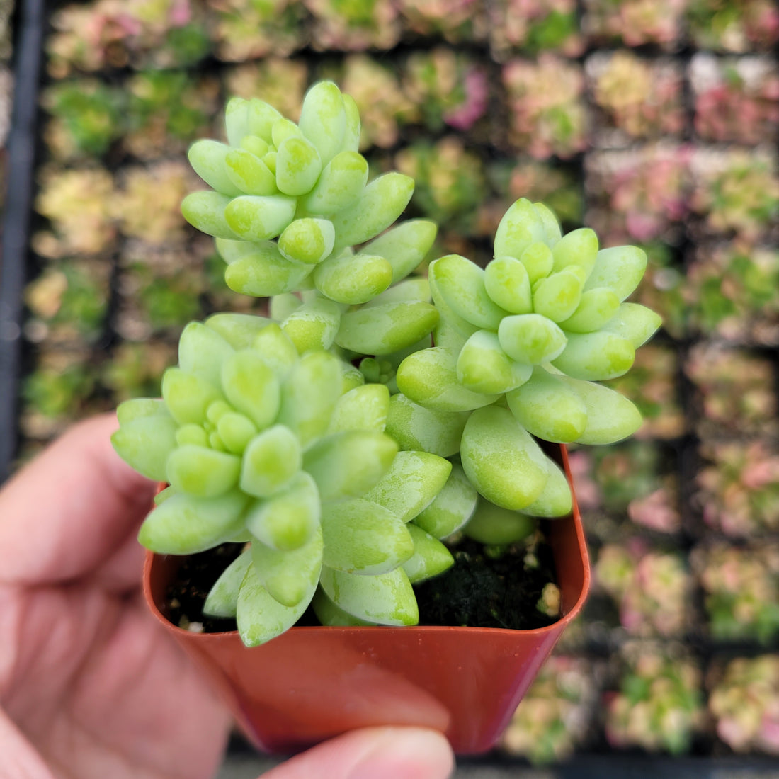 Sedum 'Burrito' Donkey Tail