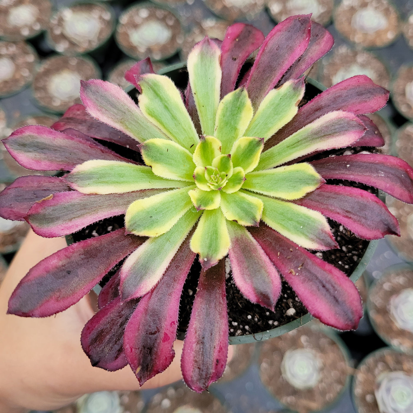 mardi gras aeonium