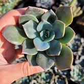 Echeveria 'Blue Prince'