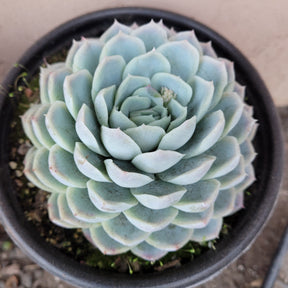 Echeveria 'Raspberry Ice' - Succulents Depot