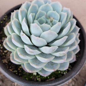 Echeveria 'Raspberry Ice' - Succulents Depot