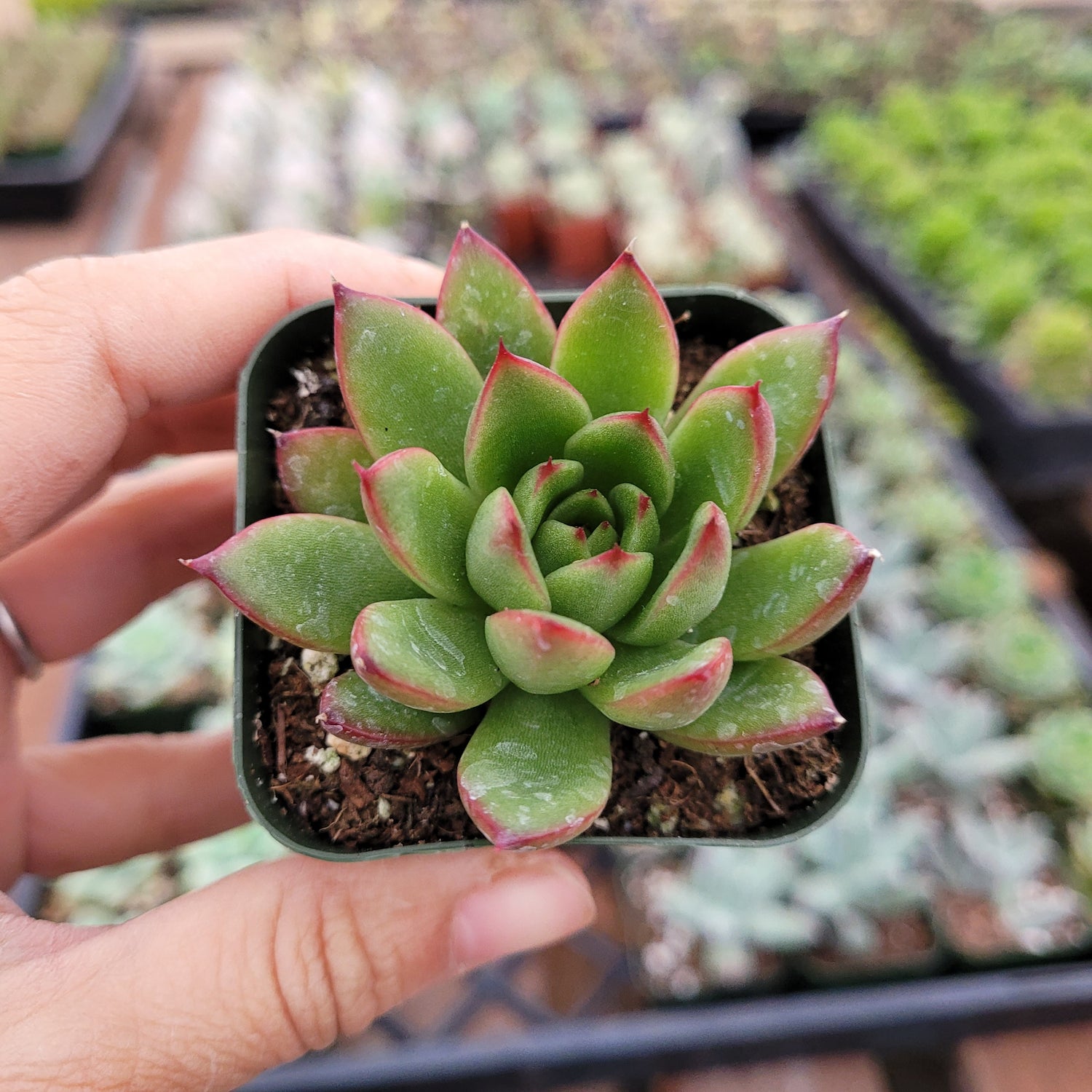 Echeveria agavoides 'Christmas'