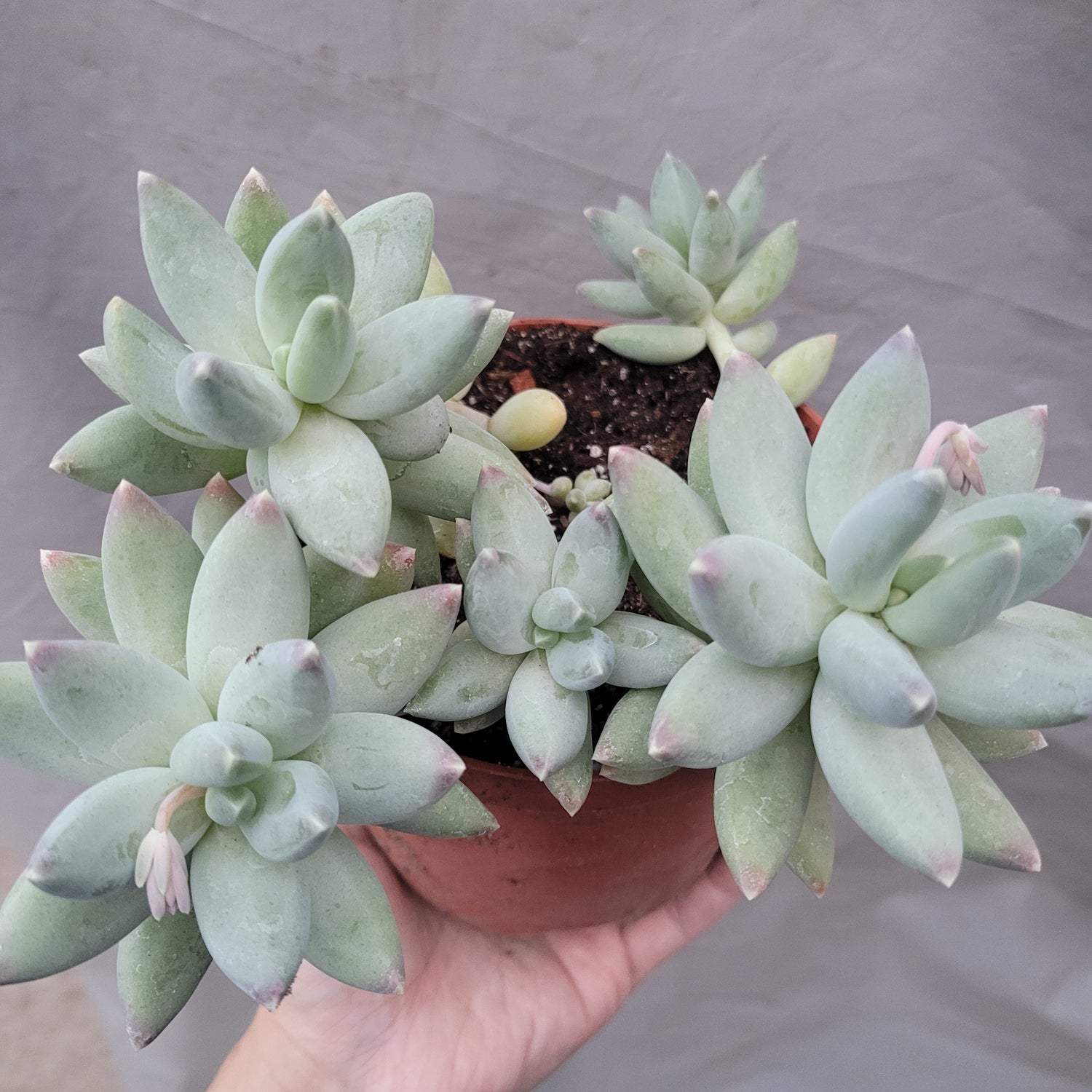 Pachyphytum 'Moon Silver'