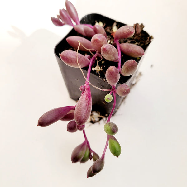 Othonna capensis 'Ruby Necklace' - Rare Succulent Plant | Zensability
