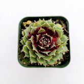 Sempervivum arachnoideum 'Red Cobweb'