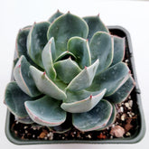 Echeveria imbricata Hybrid