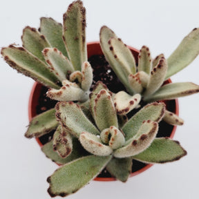 Kalanchoe tomentosa 'Chocolate Soldier'