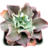 Echeveria 'Dick's Pink' - Succulents Depot