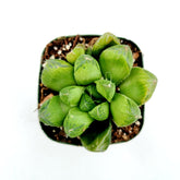 Haworthia cuspidata 'Star Window Plant'