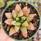 Haworthia turgida X