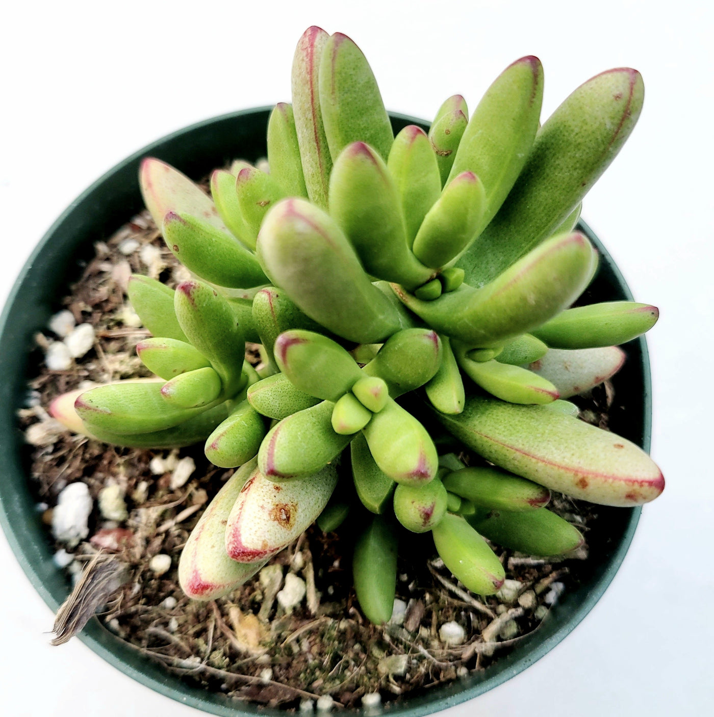 Crassula nudicaulis var. herrei - Succulents Depot