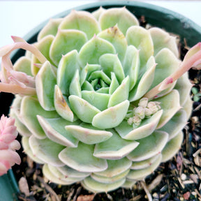 Echeveria Onslow - Succulents Depot