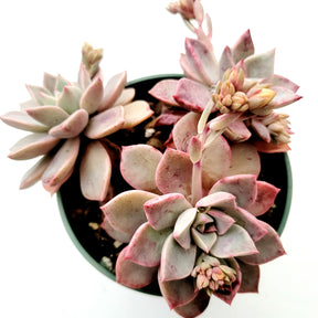 Echeveria Pretty in Pink