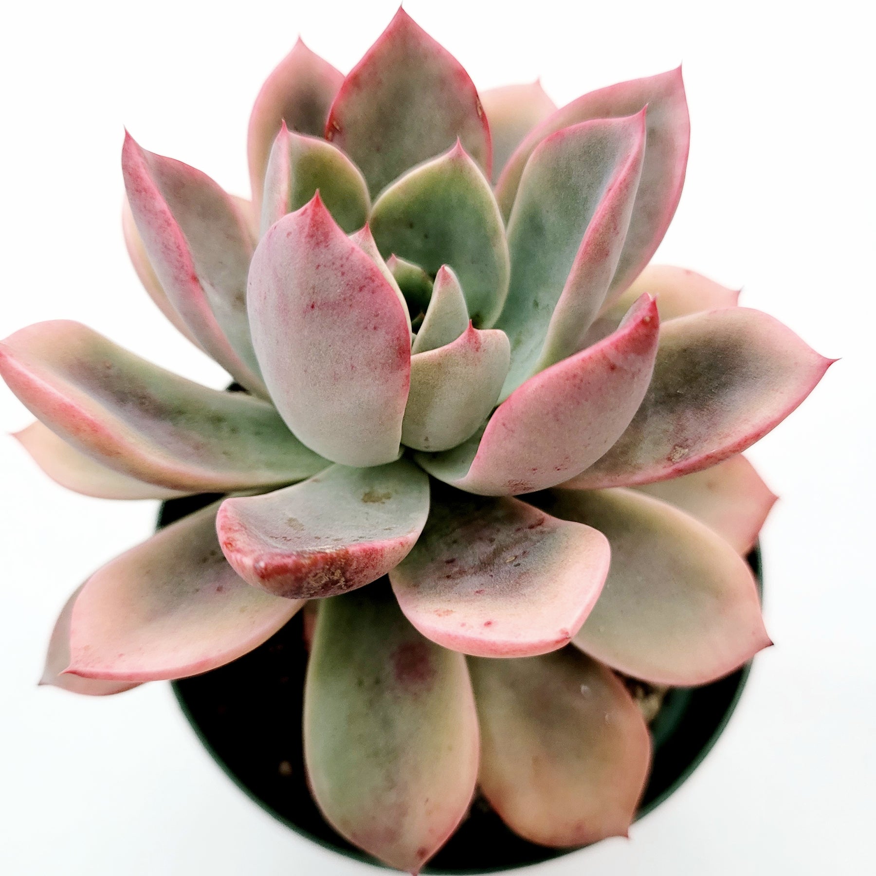 Echeveria Pretty in Pink