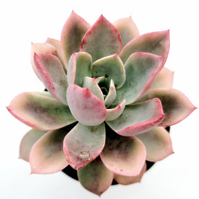 Echeveria Pretty in Pink