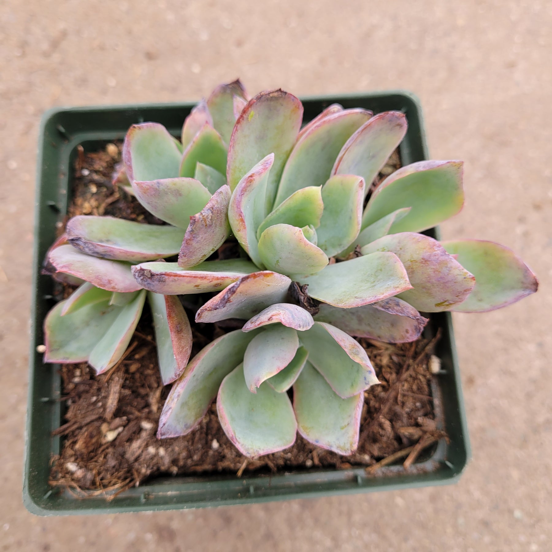 Echeveria 'White Rose'