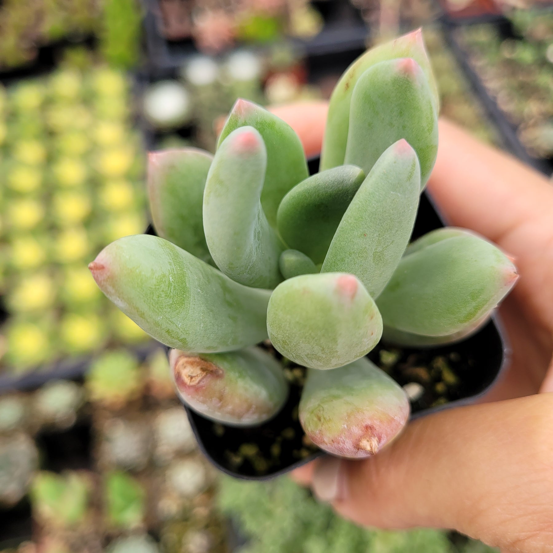 Pachyveria ‘Jewel Tone’ - Succulents Depot